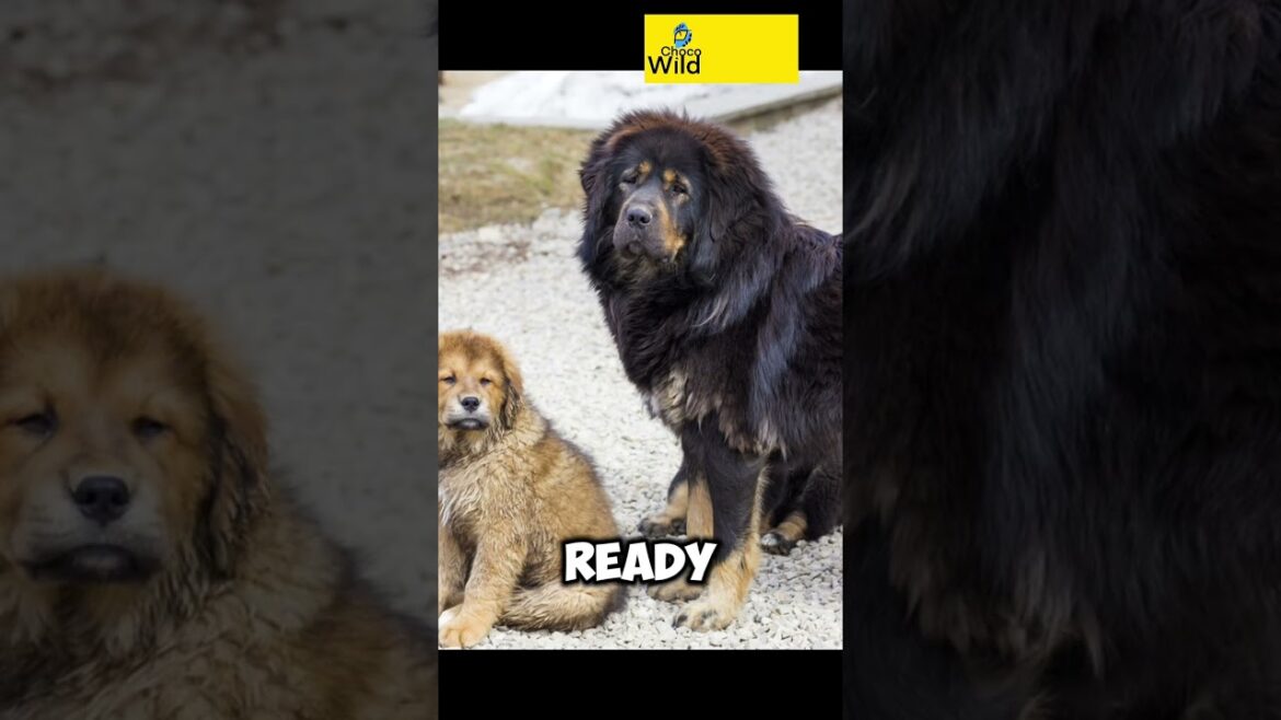 Top 10 Most Expensive Dog Breeds ❤️🐶 Top 10 Most Expensive Dog Breeds ❤️🐶