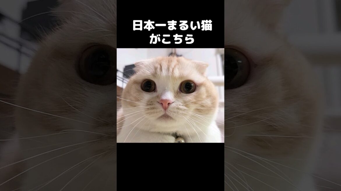 日本一まるいネコがこちら...#shorts