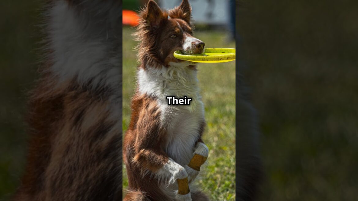 Border Collies:  The Genius Herding Dogs!