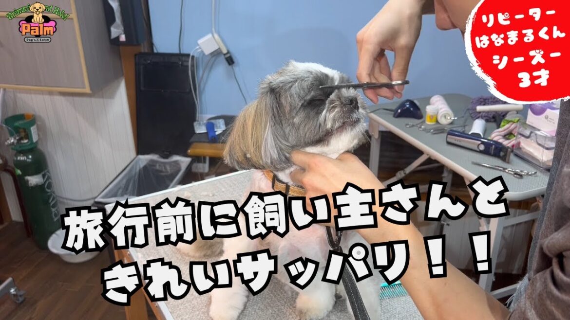 初期の頃からのお客様！シーズーのトリミング！！