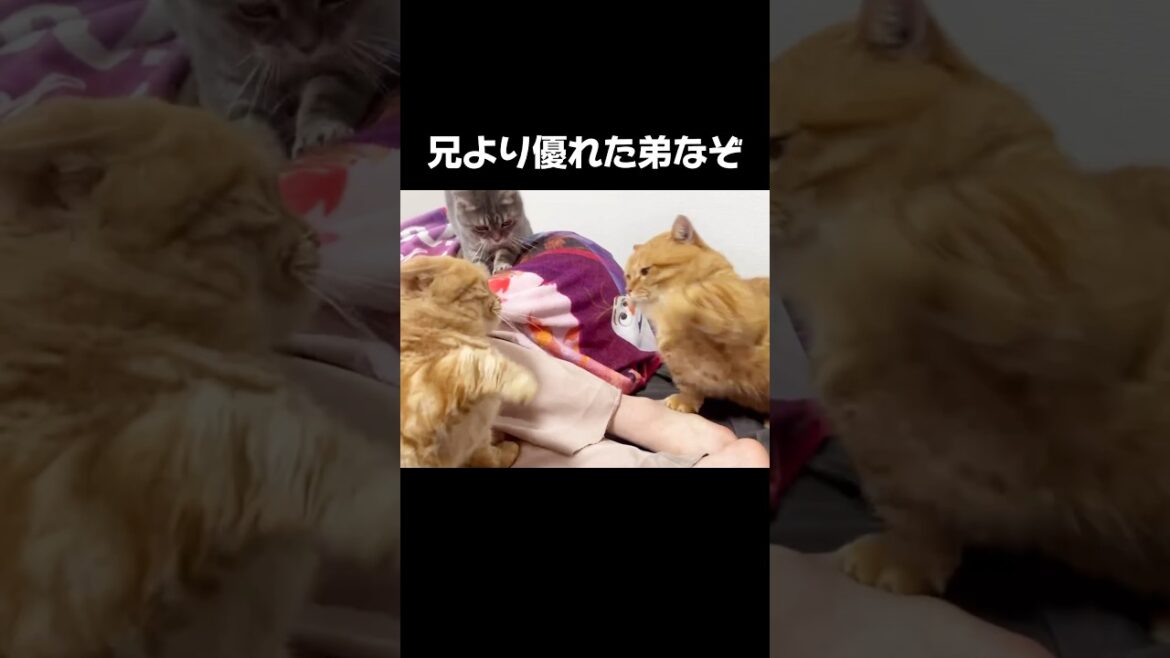 決して当たらない兄弟けんか #猫 #マンチカン #shorts