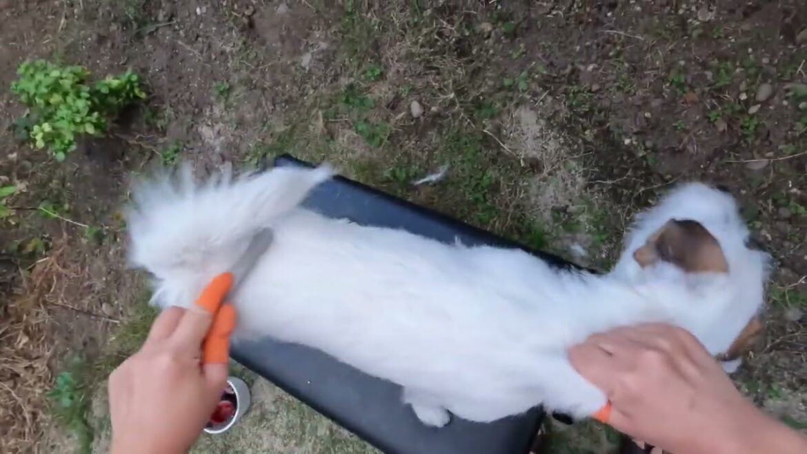 ジャック・ラッセル・テリアのプラッキング