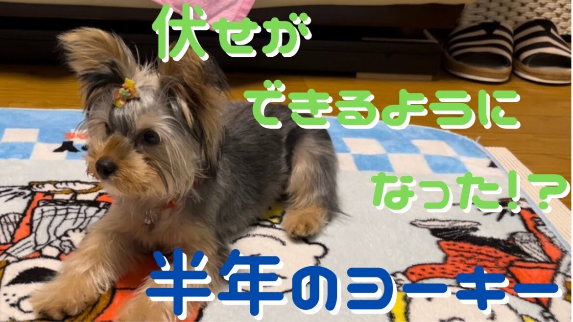 #35【子犬のヨークシャーテリア】ひなた君　伏せが出来るようになった！？　半年のヨーキー Yorkshire Terrier