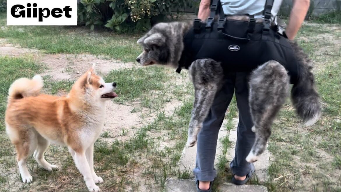 Giipetのペットキャリーバッグで初のおんぶ体験をする秋田犬ぱたこ【Akita-inu】@秋田犬ぱたこ
