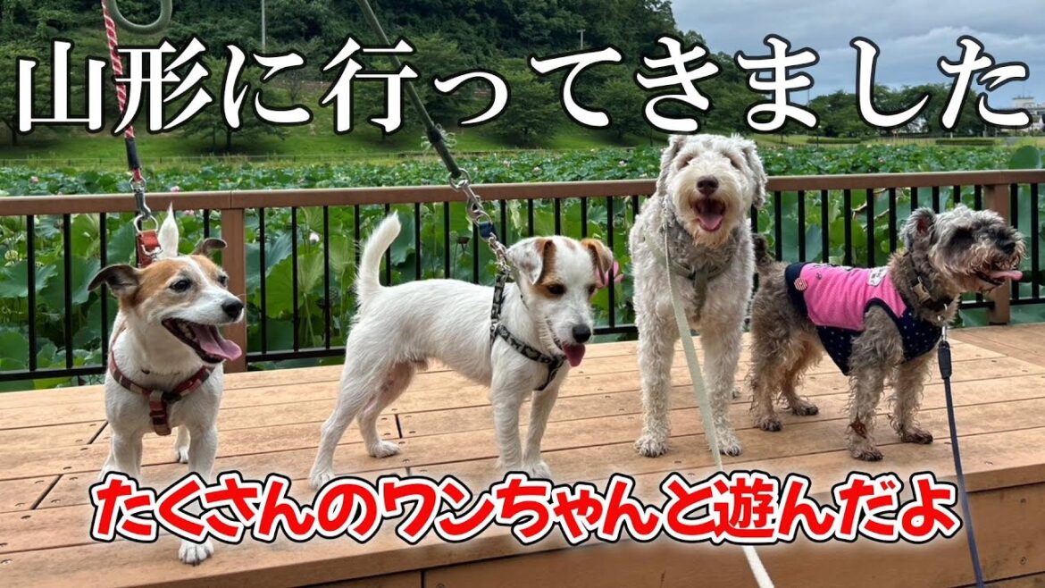 【初めての帰郷】エマ🐶ロン　山形に行って来ました～　　　　　　　　　　　　　　　#jackrussellterrier　#ジャックラッセルテリア