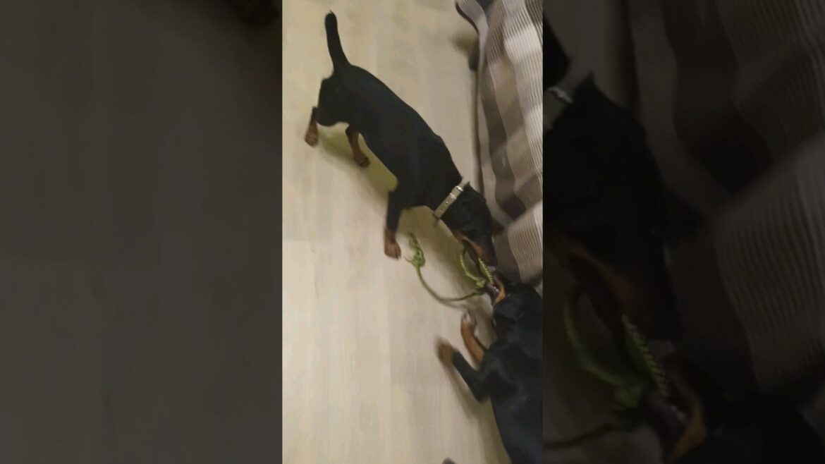 ⚡Рубик⚡выдыхает ⚡Гроза⚡ рычит ягдтерьер german jagdterrier щенок карантин