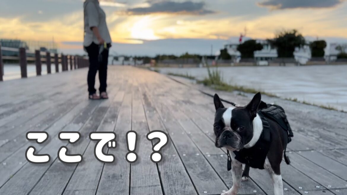 陽気な母と自由な愛犬の夏の1日/美しい夕焼けの海でまさかの散歩拒否/ボストンテリア 陽気な母と自由な愛犬の夏の1日/美しい夕焼けの海でまさかの散歩拒否/ボストンテリア