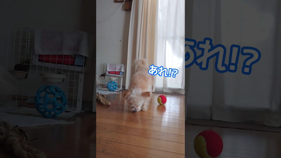 ショートコント「イリュージョン」　【チワプー＆ボーダーコリー】　#shorts #多頭飼い #犬のいる生活