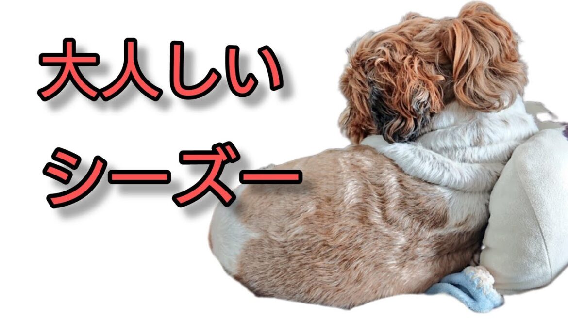 シーズーは大人しい🐶シーズー犬のｵﾚはな、ちろ