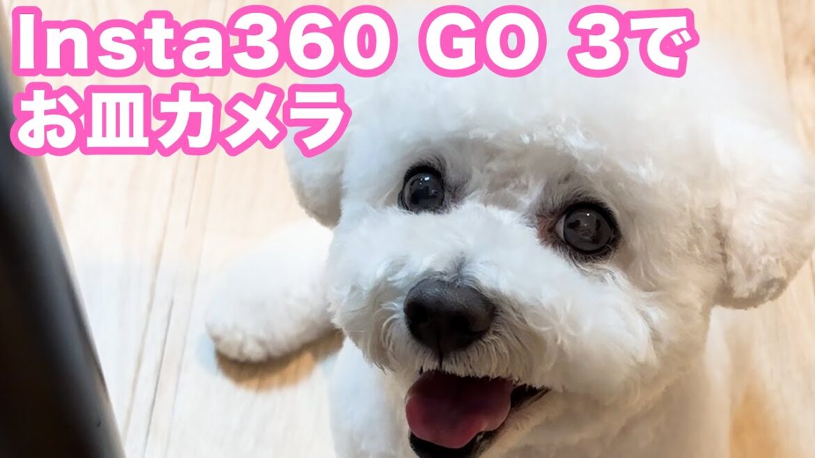 【Insta360 GO 3】お皿にカメラをつけて愛犬の食事を撮影した