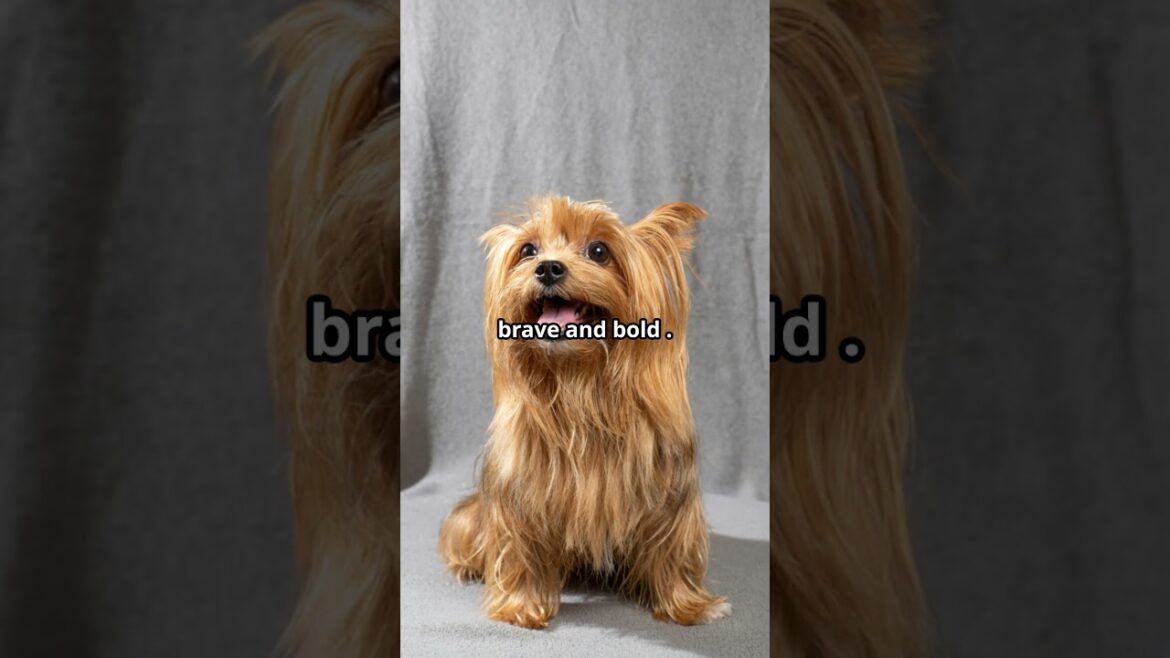 Yorkshire Terriers Tiny Dogs with Big Attitudes! 🐾 #shorts  #doglover