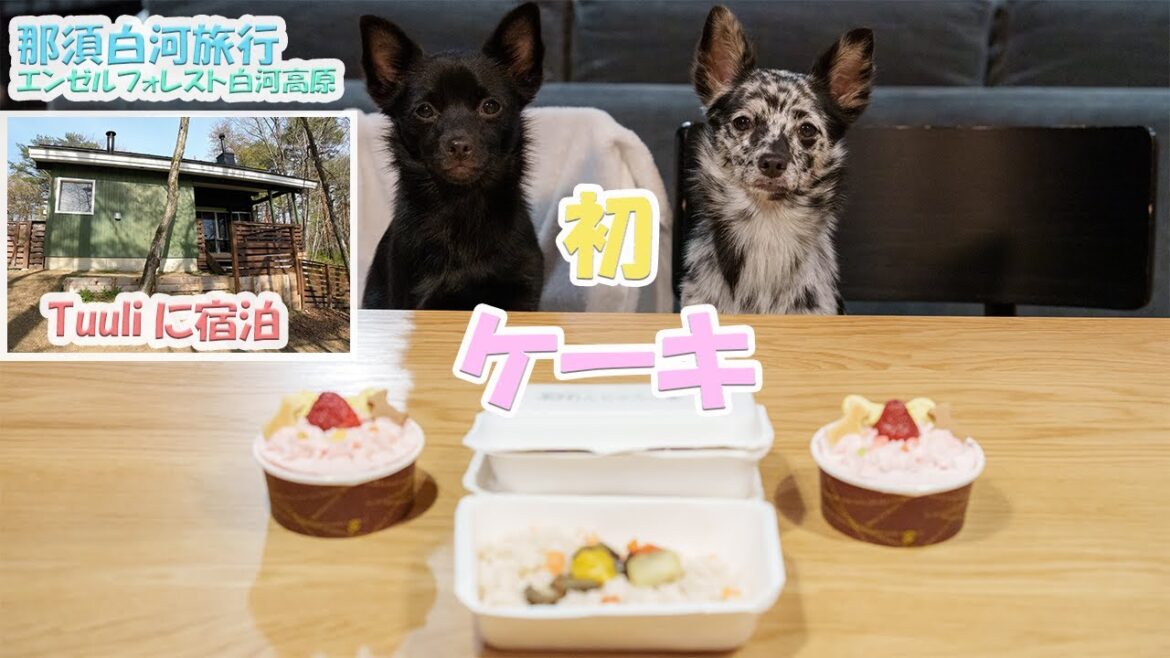 【旅行3・4日目】Tuuliに泊まったけど正直…＆生まれて初めてのケーキ【エンゼルフォレスト白河高原】