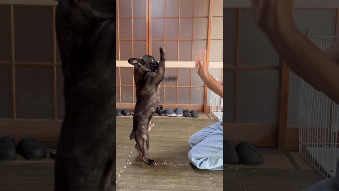フレンチブルドッグとドッグダンス練習🎶 #frenchbulldog #dogtricks フレンチブルドッグとドッグダンス練習🎶 #frenchbulldog #dogtricks