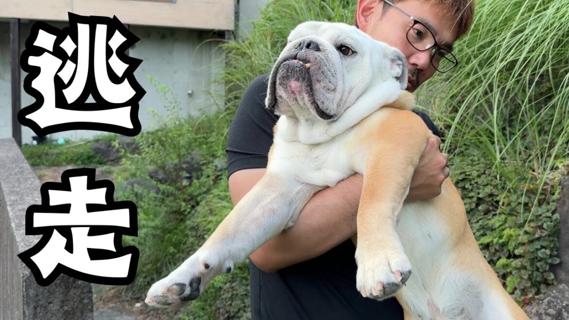 家から逃走!ブルドッグのぶるまるは、なぜ逃げだした!?どう捕獲された!?一部始終がこちら… 家から逃走!ブルドッグのぶるまるは、なぜ逃げだした!?どう捕獲された!?一部始終がこちら…