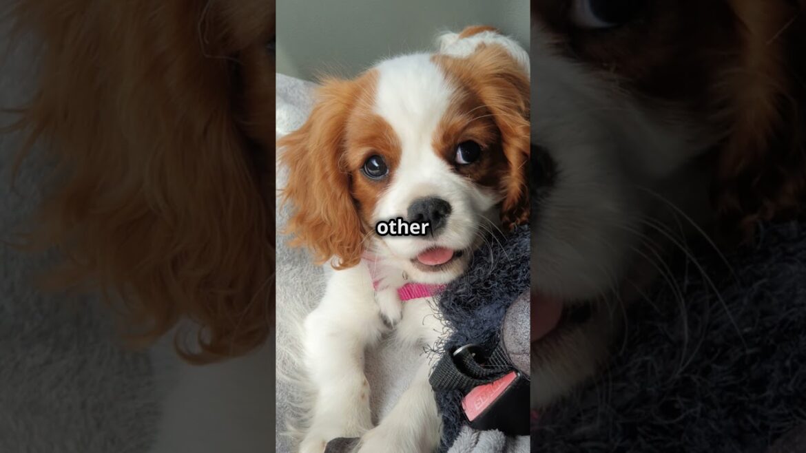 🐶🐶🐶 Discover the enchanting world of the Cavalier King Charles Spaniel  #dogs #animals #shorts