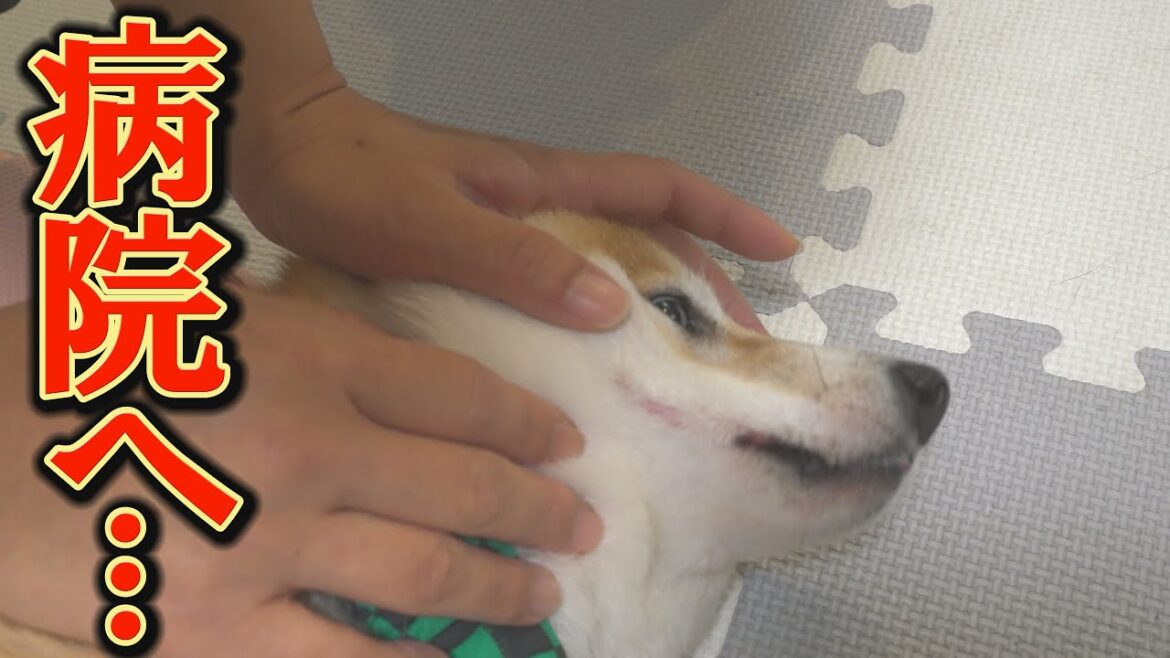 朝起きると、次男の柴犬の口周りに異変が起こっていました・・・