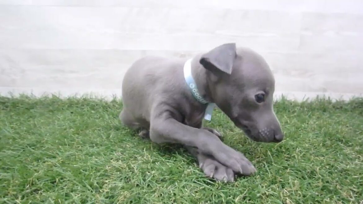 ペットショップcoo&riku No.00686254 イタリアングレーハウンド