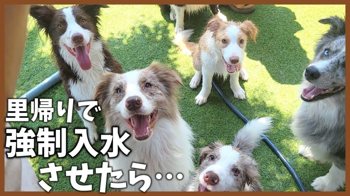 里帰りした子にプール強制入水させたら最高な感動がありました！【ボーダーコリー】