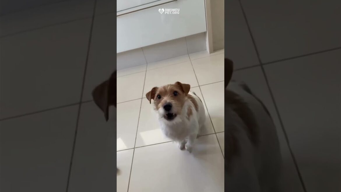 Esse cachorro sabe se expressar  #cachorro
