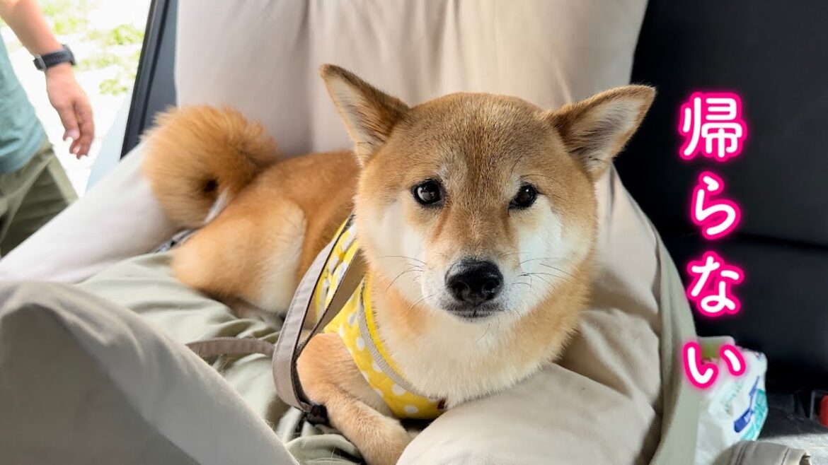 お出かけを早々に帰宅すると不満爆発し降車拒否する柴犬が可愛い お出かけを早々に帰宅すると不満爆発し降車拒否する柴犬が可愛い