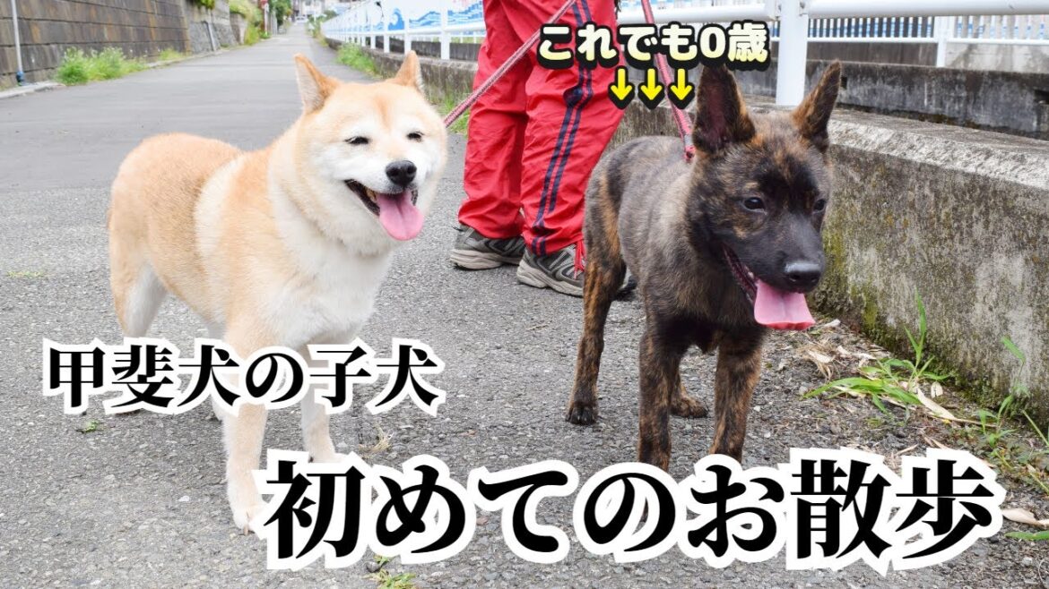 甲斐犬の子犬、生まれて初めてのお散歩!(過去動画) 甲斐犬の子犬、生まれて初めてのお散歩!(過去動画)