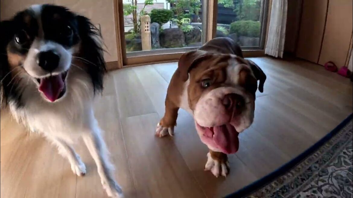 ブルドッグの仔犬の教育係(パピヨン1歳)がスパルタだった場合の日常