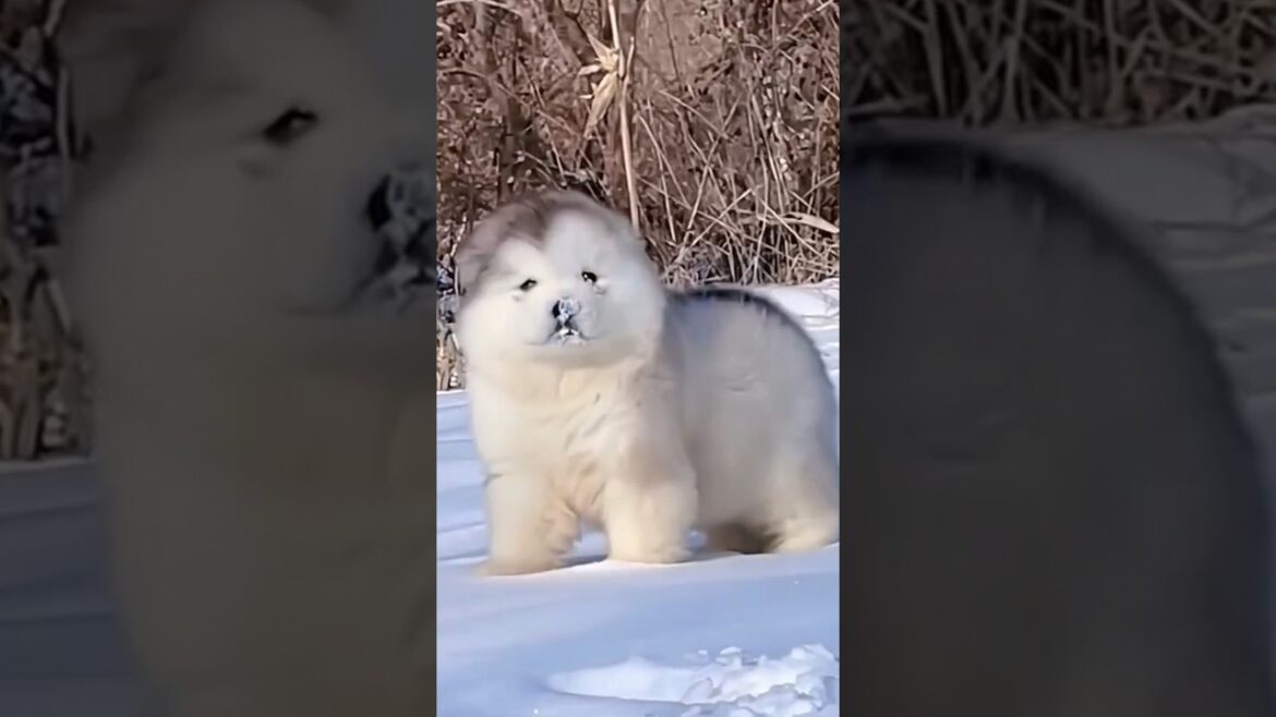 アラスカンマラミュート見て癒されたら寝ろｗｗｗ #動物 #アラスカンマラミュート #マラミュート #2ch動物スレ