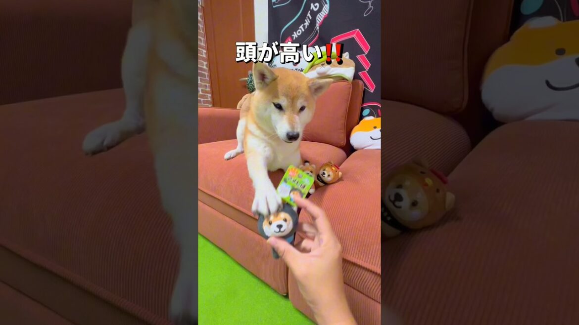 OGにお土産をもらう🐶#柴犬 #shiba #shorts