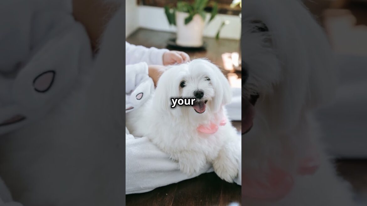 🐶🐶🐶Meet the charming Maltese!  #dogs #animal #shorts