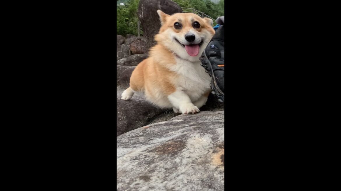 石段を下りるコーギー / Corgi going down the stone steps #corgi #サクラ #コーギー