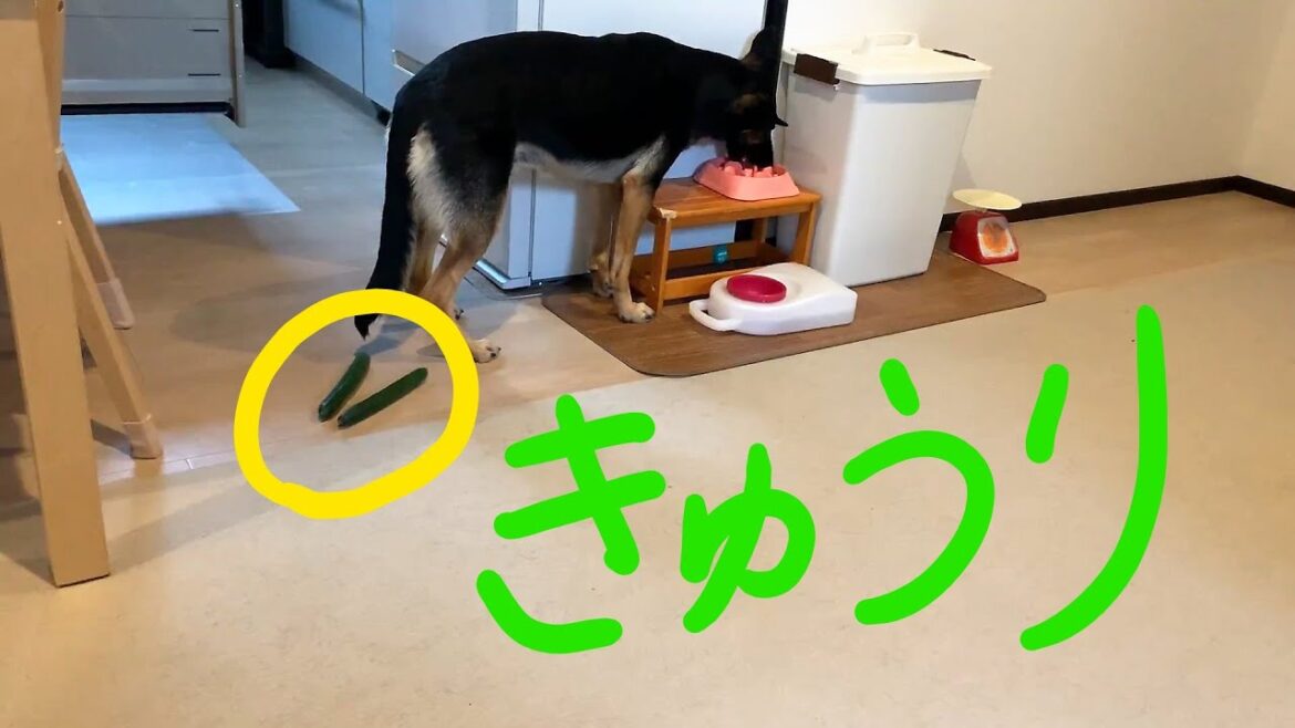 【ジャーマンシェパード】犬にきゅうりを置いてみた【German Shepherd Dog】A cucumber is put behind a dog while she is eating.
