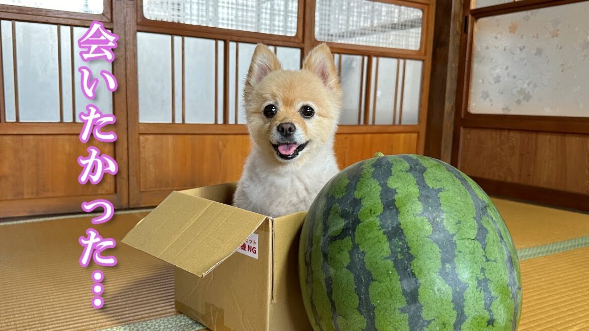 愛犬の大好きな叔父さんに会いに行ったらこうなりました…笑