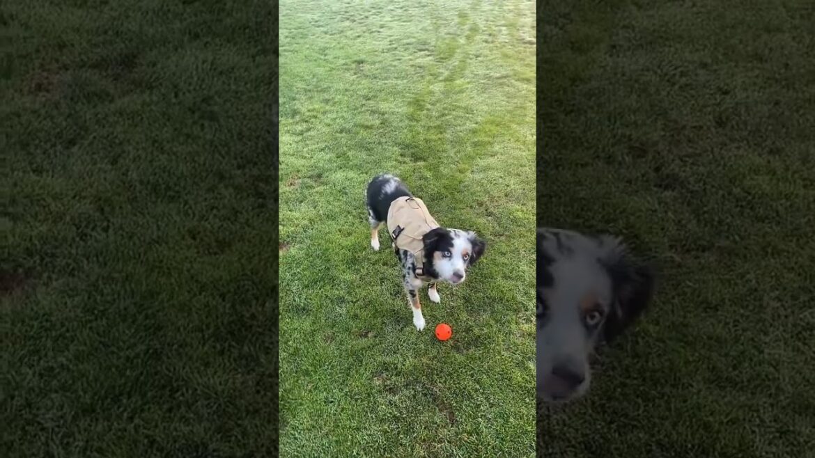 Mia and the Deer 🦌 Story! Why Her Training is So Important 🐾 #doglovers #dog #australianshepherd