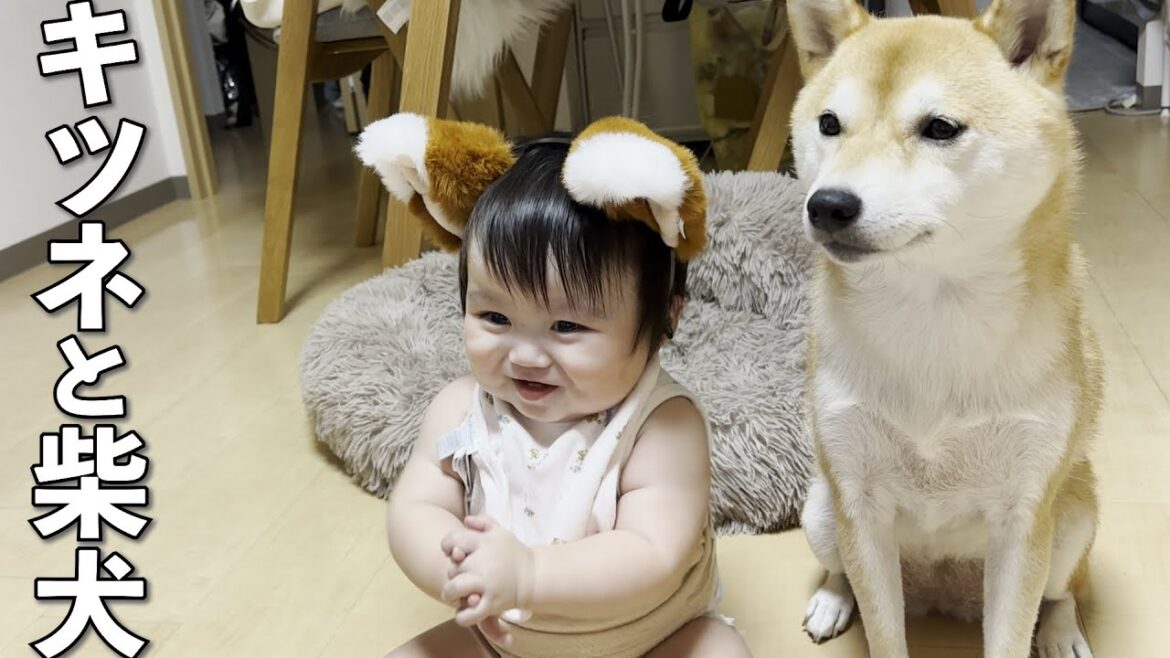 柴犬が大好きな赤ちゃんの為にお揃いの耳をつけてあげた
