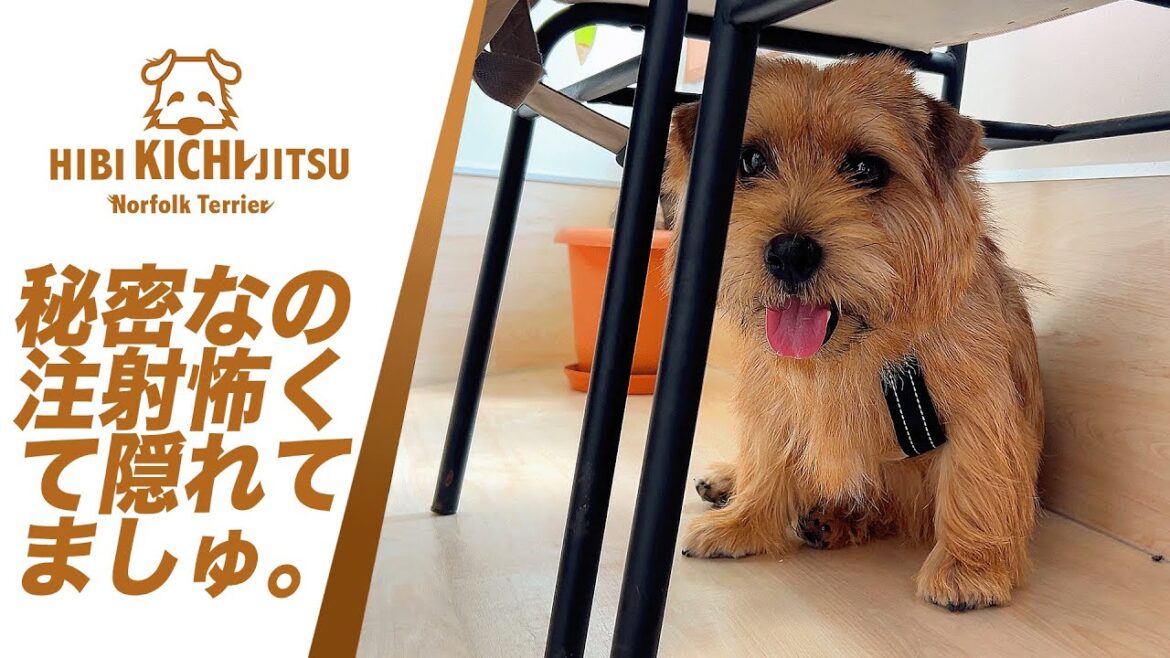 愛犬キチ 混合ワクチン注射の日 【 dog ノーフォークテリア norfolkterrier 動物病院 vaccine】 愛犬キチ 混合ワクチン注射の日 【 dog ノーフォークテリア norfolkterrier 動物病院 vaccine】