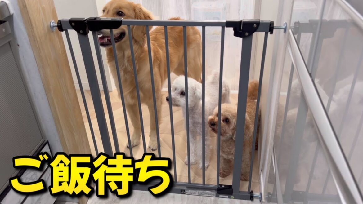 簡単炊飯器ご飯を試してみたら爆食してくれましたww