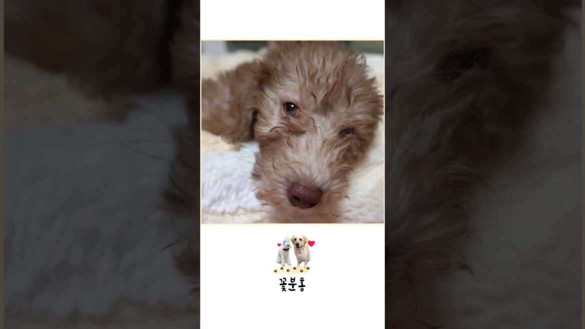 베들링턴테리어 귀요미 성장과정 #반려견 #강아지 #shorts
