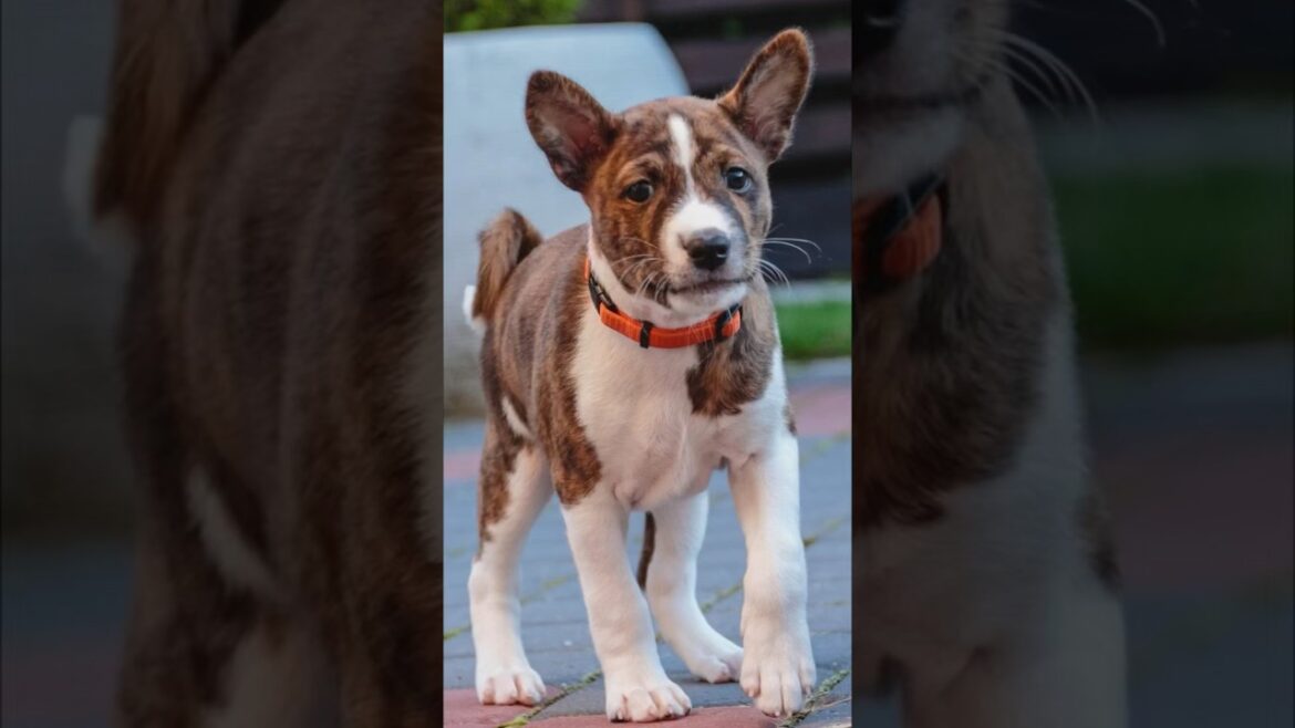 All about the Basenji dog!🐶🦴 #shorts #dog #dogs #doglover
