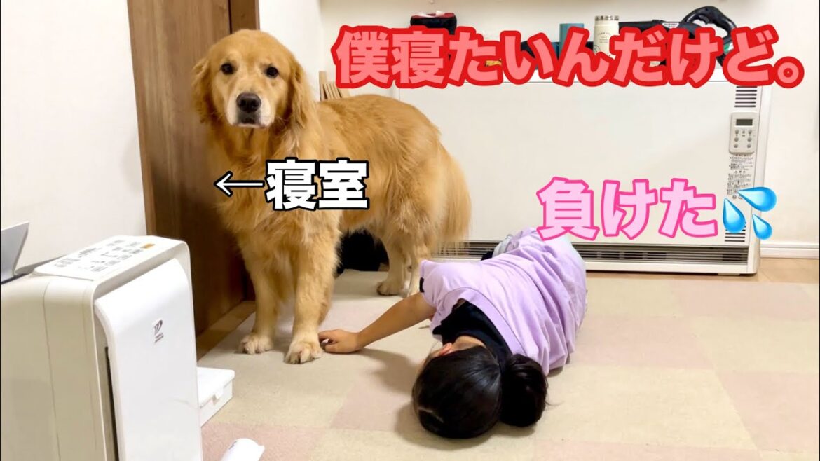眠たくなったら誰よりも早く寝室の前で順番待ちする大型犬クッキー【ゴールデンレトリバーとミニチュアダックスフンド】