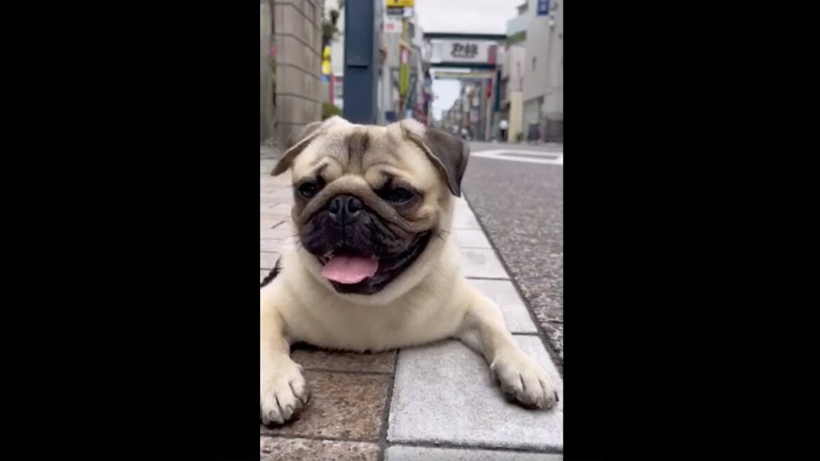 [パグ]帰りたくない🐶 また雨降るから😅 #shorts #戸越銀座
