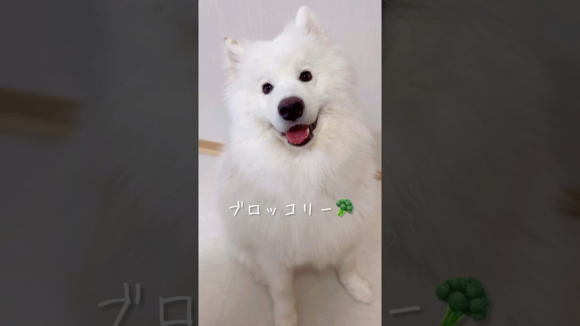 キッチン横の可愛い誘惑 #サモエド #samoyed #癒し動画