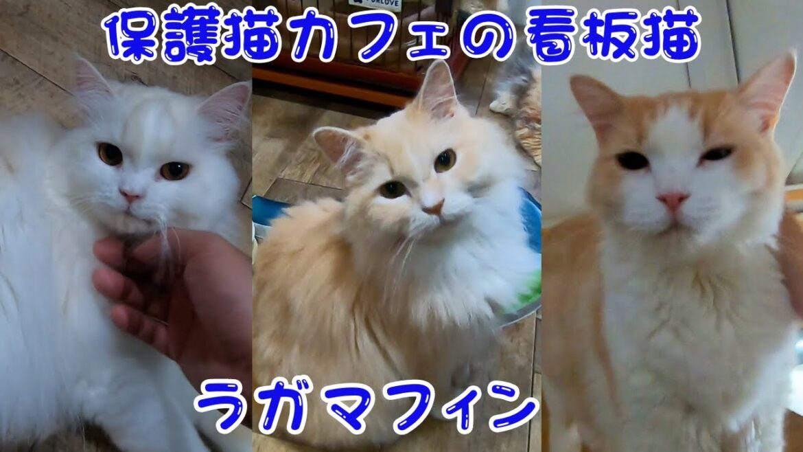 保護猫カフェ看板猫はラガマフィン愛嬌があり人懐っこくてファン殺到（猫の木）十三駅　The cat cafe's signature cat is a Ragamuffin
