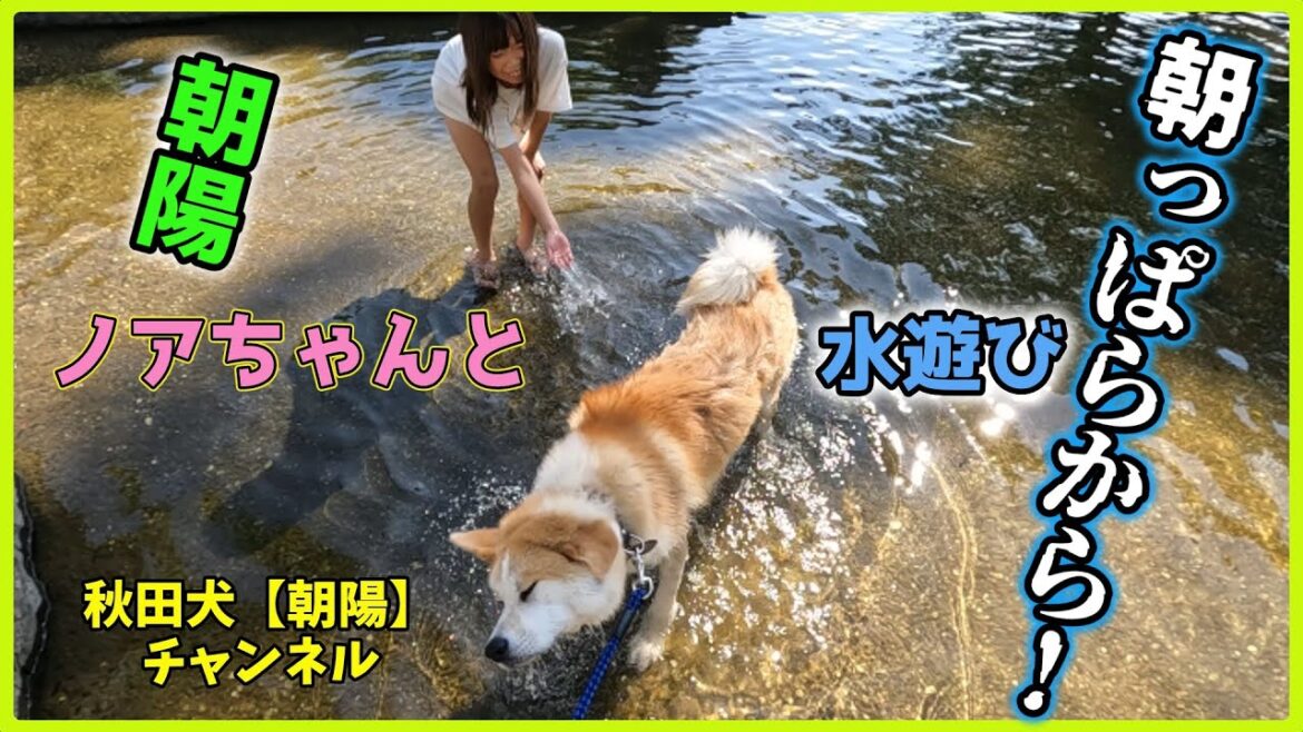 秋田犬【朝陽】チャンネル　朝っぱらから夢公園でのノアちゃんと水遊びなのだ。