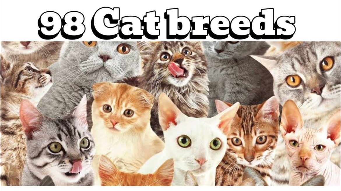 Cat breeds Information/ Cat Breads / 98 Cat breeds / All cat breads A- Z information.