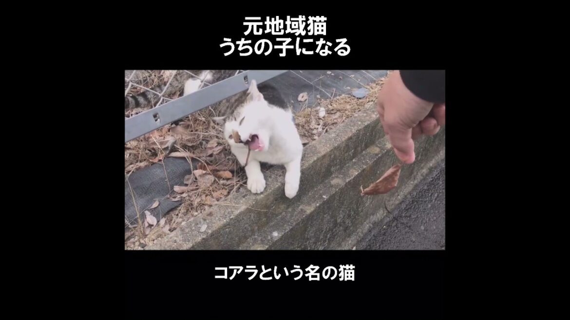 元地域猫、うちの子になる。 #初老夫婦とねこ #保護猫 #地域猫 #元野良猫 #コアラ #shorts 元地域猫、うちの子になる。 #初老夫婦とねこ #保護猫 #地域猫 #元野良猫 #コアラ #shorts
