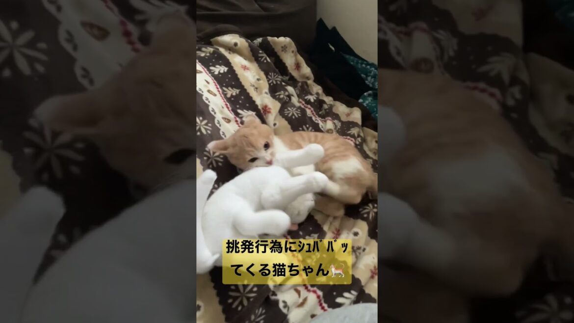 売られた喧嘩は絶対買うマン🐈#猫動画