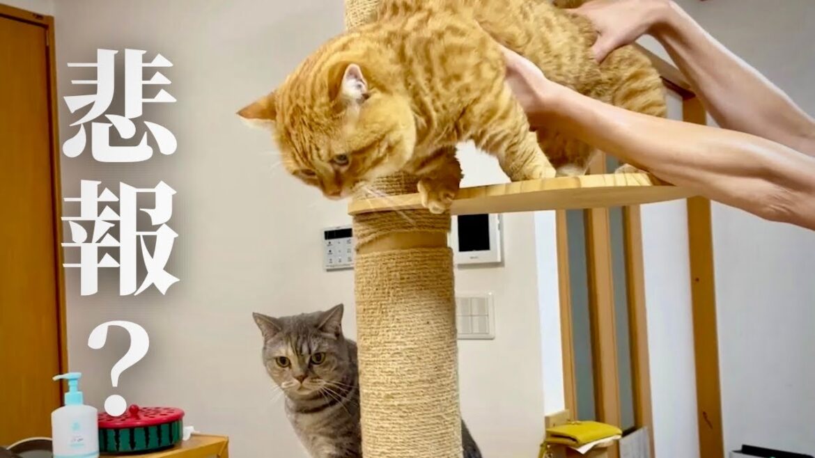 【悲報】マママンチカンが… 【悲報】マママンチカンが...