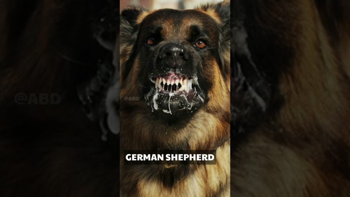 दुनिया का सबसे खूंखार कुत्ते 😱🔥 #shorts #dog दुनिया का सबसे खूंखार कुत्ते 😱🔥 #shorts #dog