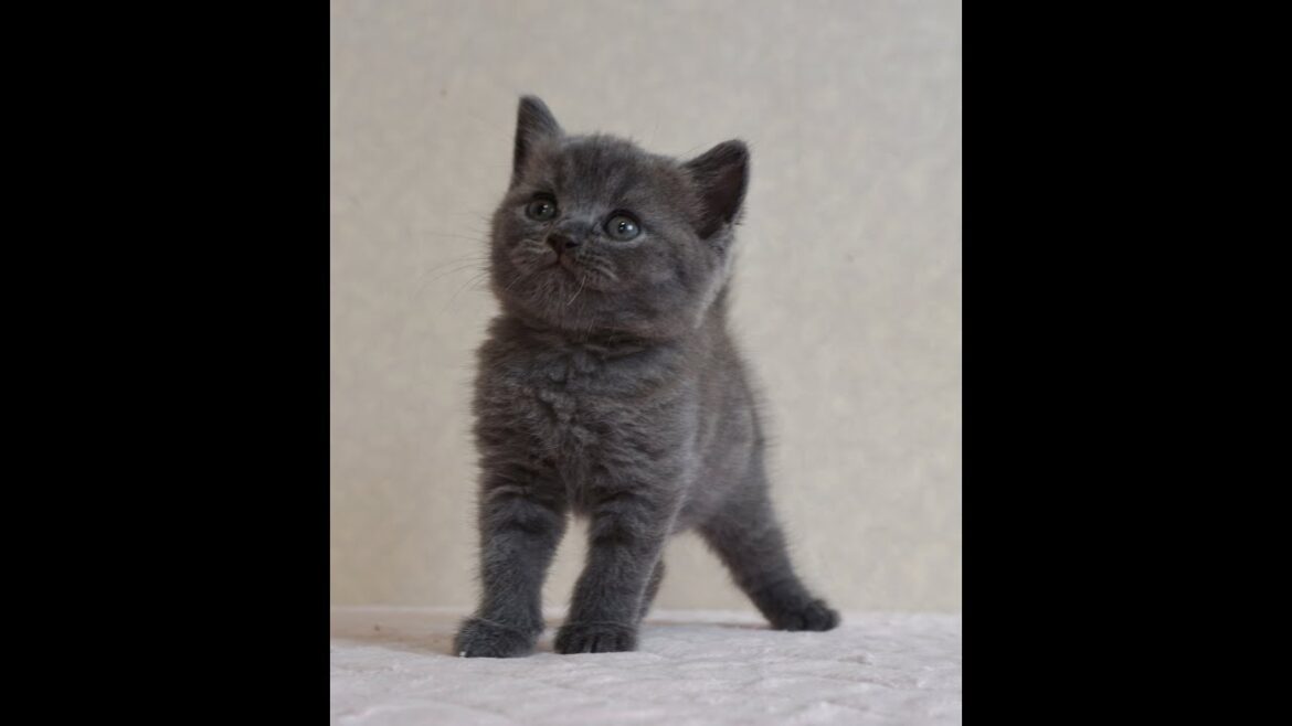 ブリティッシュショートヘアー子猫　British Shorthair　2024.7.5産まれ　ブルー　女の子　シーダキャット猫のお店
