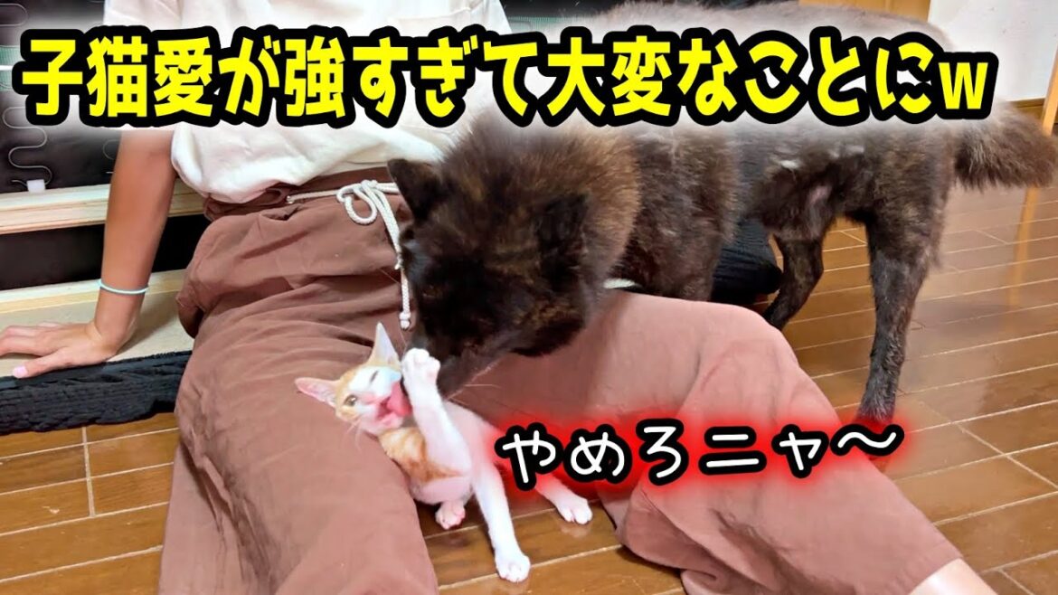 甲斐犬一休の子猫愛が強すぎてこうなりました笑